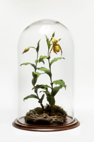 Yellow Lady's Slippers, 2012, Clay, Oil, Watercolor and Mixed Media, 21.5 x 14 x 14 inches