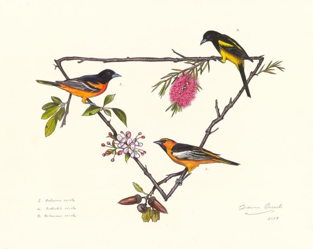 Orioles Triangle, 2014, Watercolor and Mixed Media on Paper, 18 x 23 inches