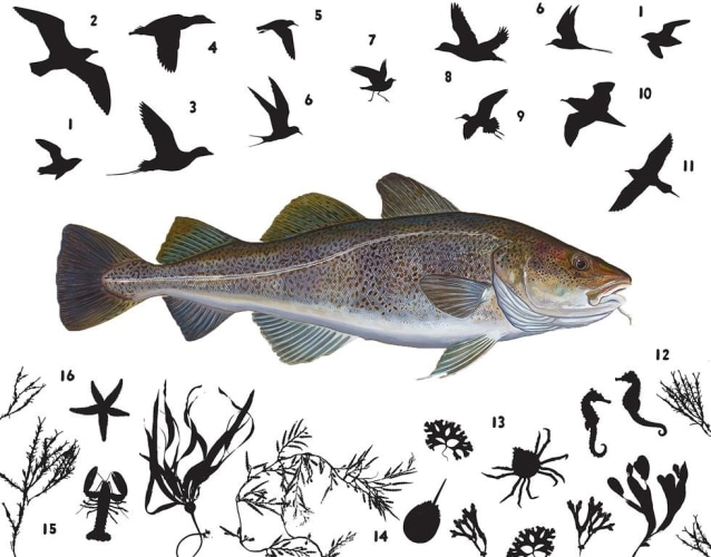 Atlantic Cod, 2015, Oil and Acrylic on Panel, 45 x 56 inches