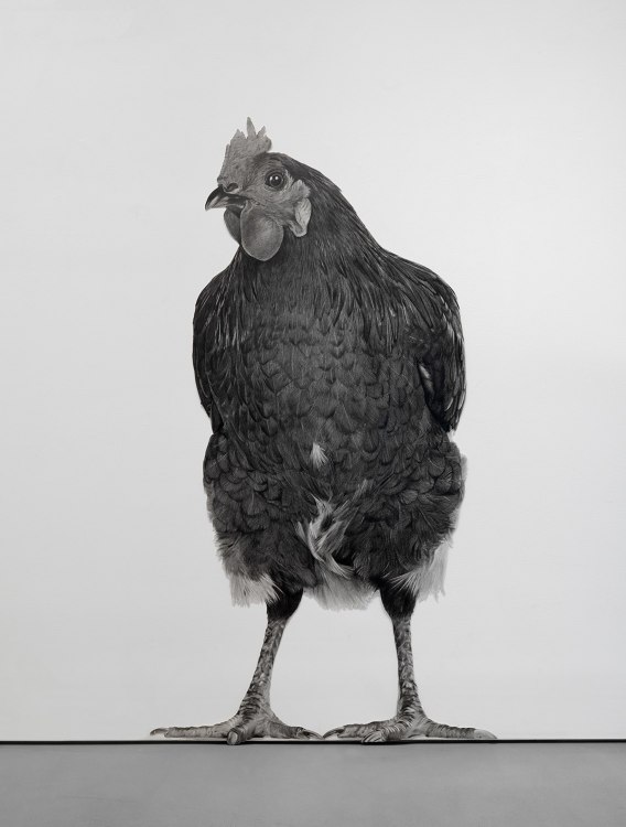 KARL HAENDEL Chicken