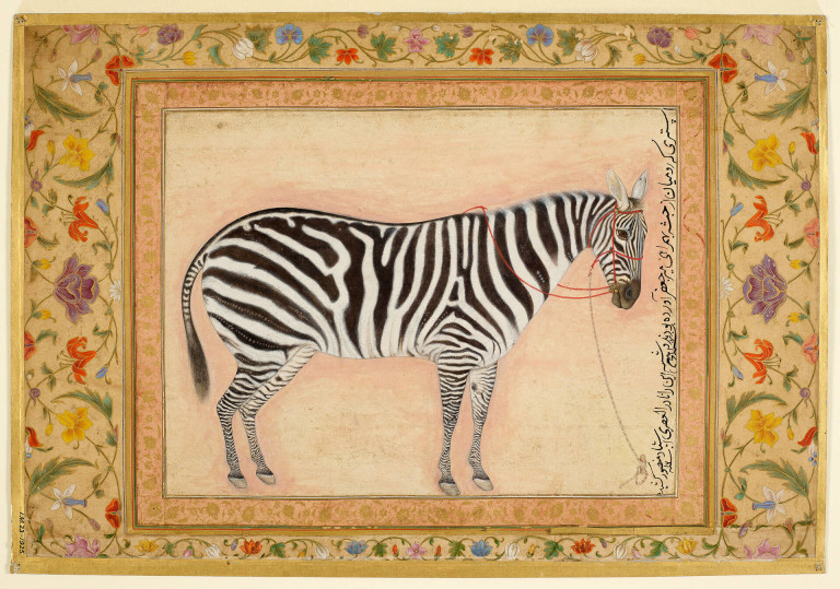 Painting, a zebra, by Mansur, 1621, Mughal court