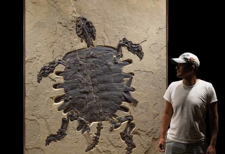 Giant Fossil Turtle Mural with Person for Scale
