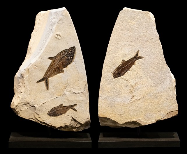 Fossil Fish Sculpture on a Rotating Base 