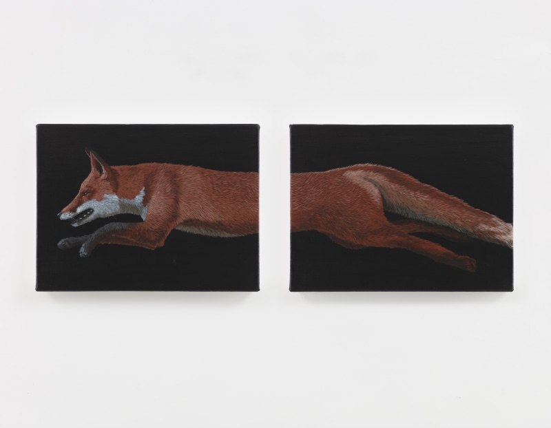 A diptych by Sarah Miska of a leaping red fox