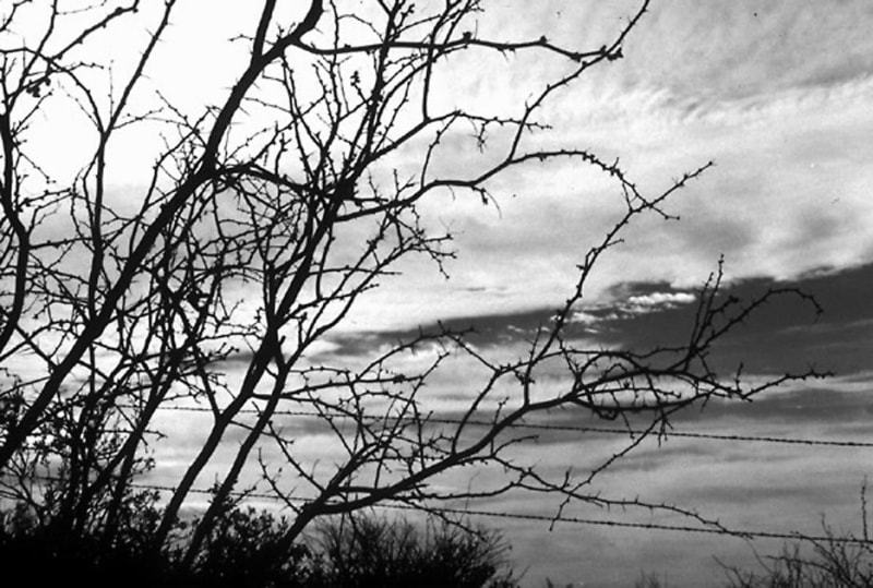 Tucson 1999 Selenium-toned silver print, Edition of 6