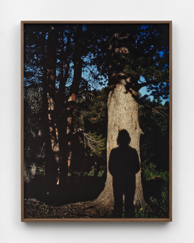 Elise Rasmussen, &quot;tree of life (the Winds)&quot;, 2024, archival pigment print, walnut frame, 40 x 30 in (101.6 x 76.2 cm)