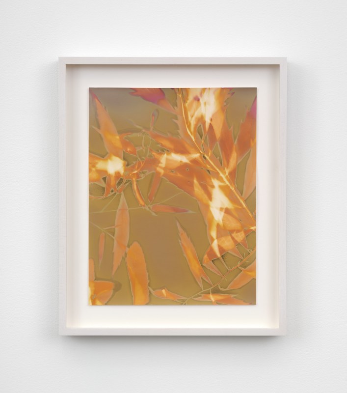 Lily Kwong, Mugwort, plant of Dreams, 2024, expired Adorama photo paper, 10 x 8 in (25.4 x 20.3 cm), framed: 13 1/2 x 11 in (34.3 x 27.9 cm)