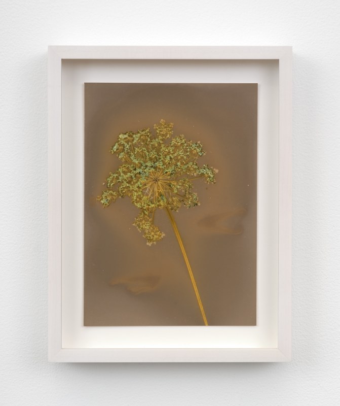 Lily Kwong, &quot;Lonely Wild Carrot&quot;, 2024, expired Ilford photo paper, 7 x 5 in (17.8 x 12.7 cm), framed: 8 1/2 x 6 1/2 in (21.6 x 16.5 cm)