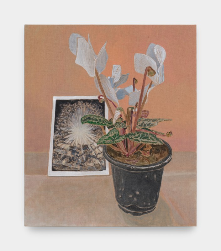 Hayley Barker,&nbsp;&quot;Cyclamen and The Rose,&quot; 2024,&nbsp;oil on linen,&nbsp;27 x 23 in (68.6 x 58.4 cm)