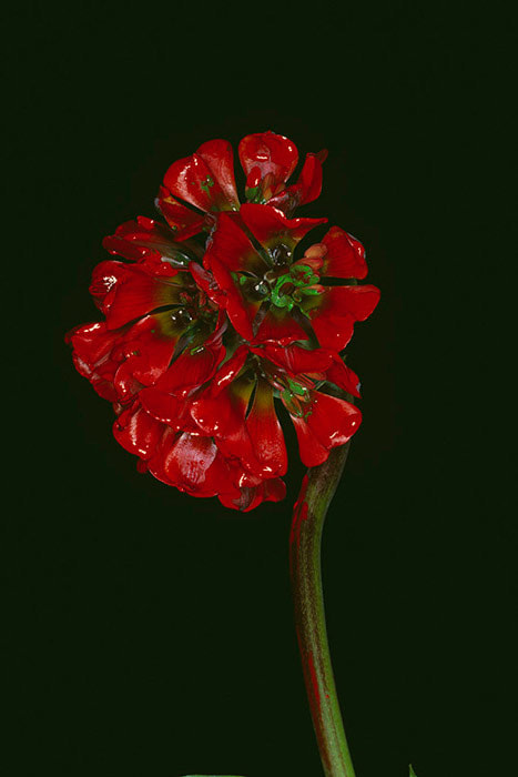 Nobuyoshi Araki, &quot;Painting Flower,&quot; 2004/2014