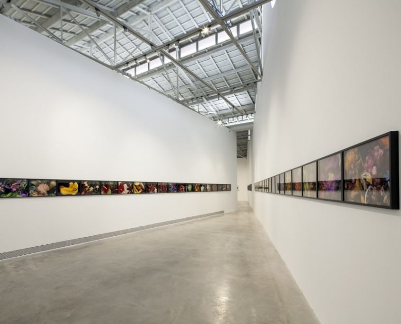Nobuyoshi Araki: The Gaze of Things. Japanese Photography in the Context of Provoke (group show) - Bombas Gens Centre d'Art, Barcelona - News - Lopez de la Serna CAC