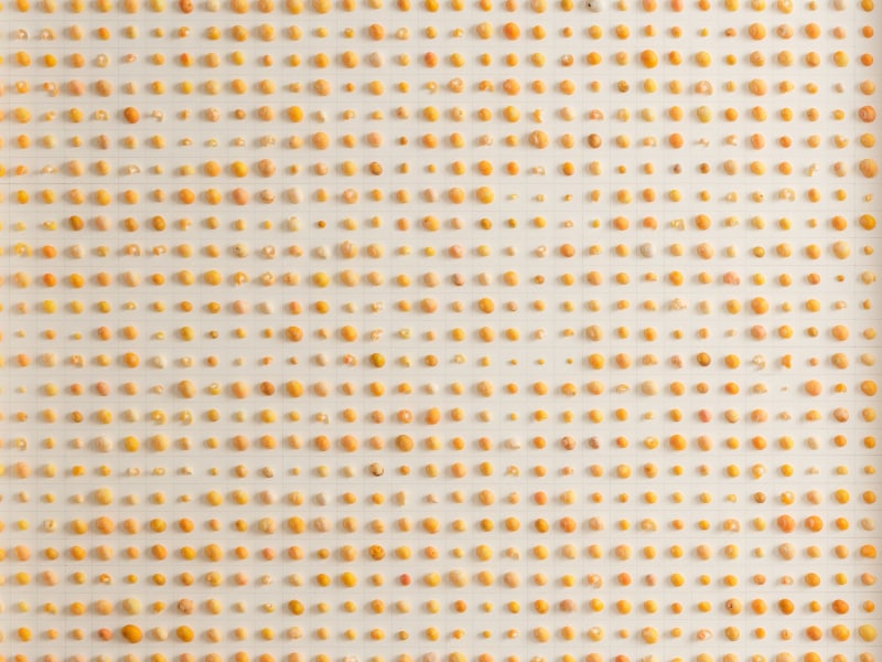 Astrid Krogh