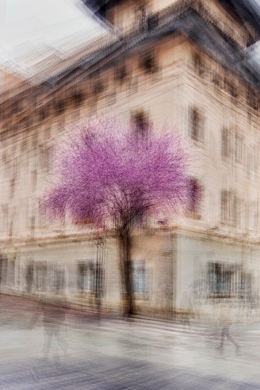 A purple-pink redbud tree is shown as a blur through multiple exposures taken on a city street.
