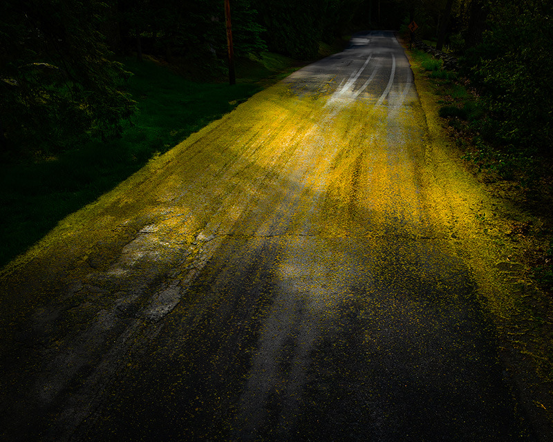 A road in a forest shows golden yellow flower leaves all over one area of the road.