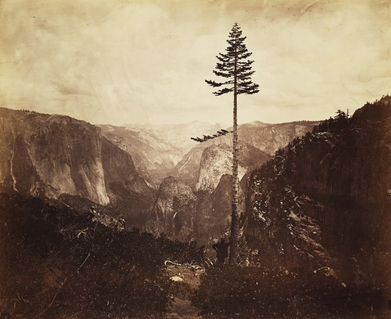 A tall pine stands above a mountainous region in this old black and white photograph