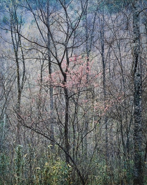 A tree budding with pink flowers is surrounded by tall green grasses and bare trees