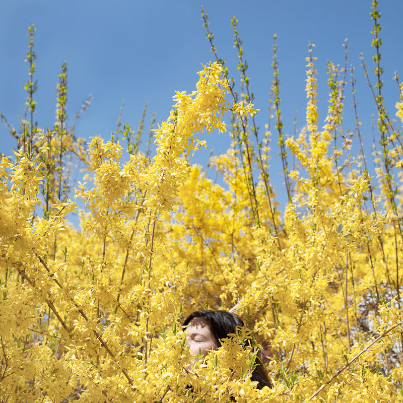 The top of a woman's head is seen emerging from a bunch of tall yellow flowering forsythia branches