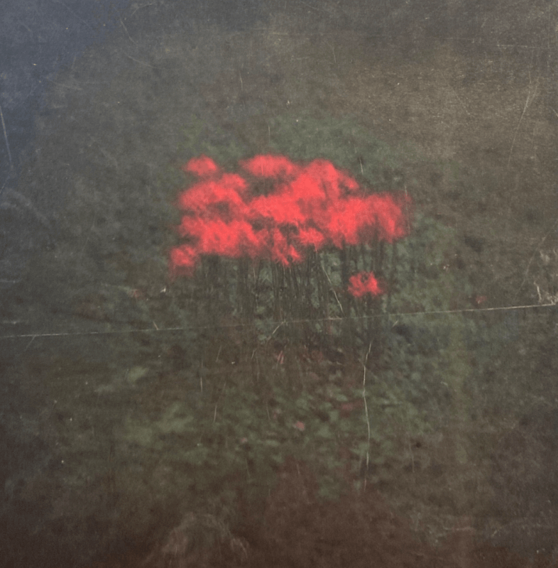 Red flowers are shown in a soft focus surrounded by grass.