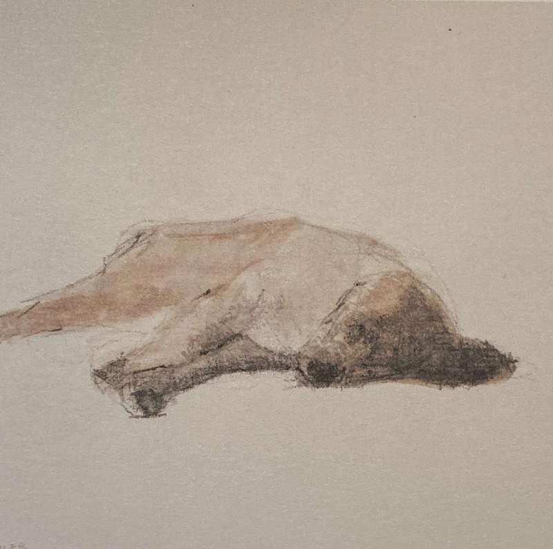 Laura Adler: Studies of Dogs - July 22 - September 6, 2014 - Publications - Paul Thiebaud Gallery