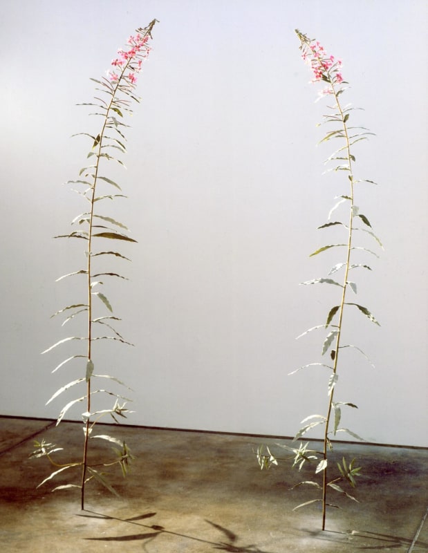 Fireweed 2002-2003 Vinyl, co-polyester, vinyl monofilament, dental acrylic, paper, oil and acrylic paint, volcanic ash over steel armature