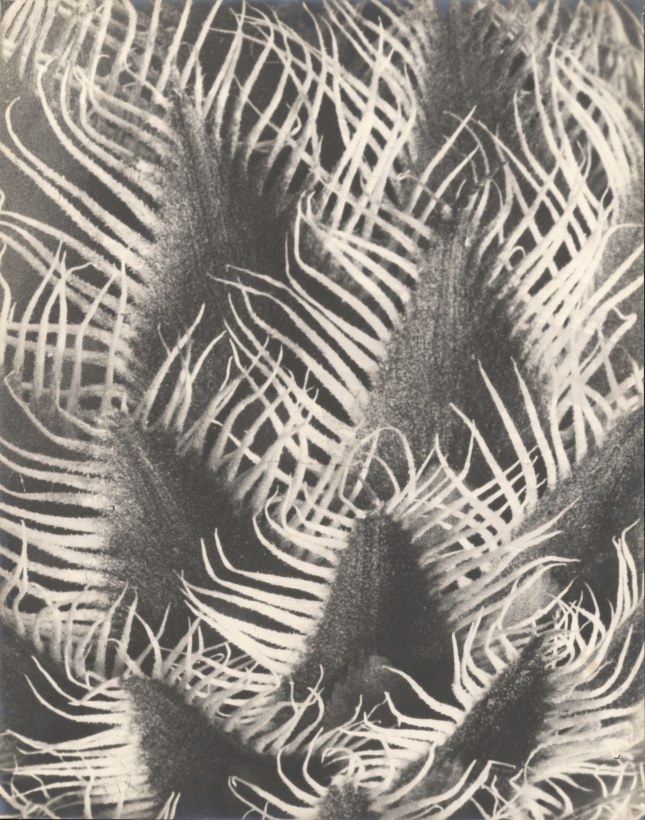 Karl Blossfeldt (1865-1932), Centaurea kotschyana, 1915-1925
