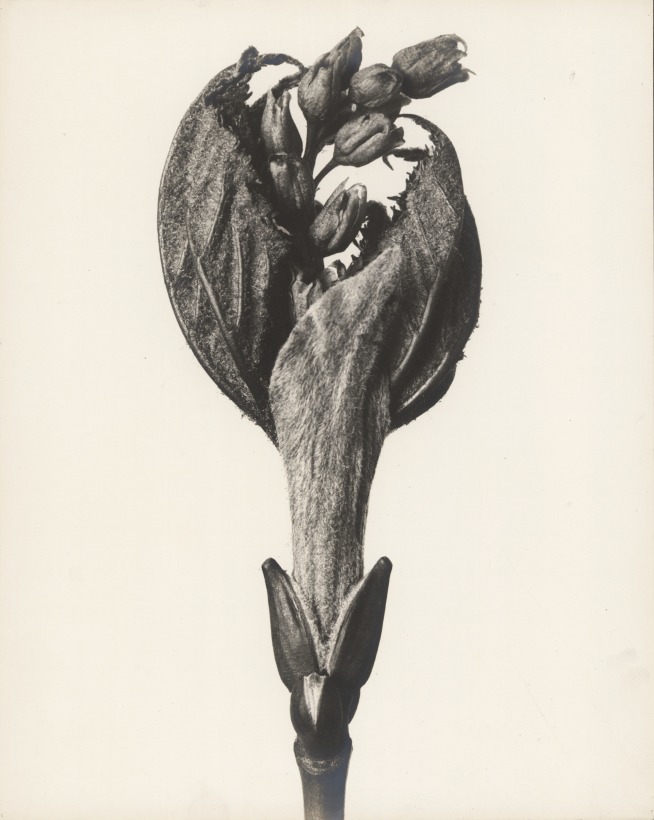 Karl Blossfeldt (1865-1932), Acer pensylvanicum (Striped maple), 1915-1925