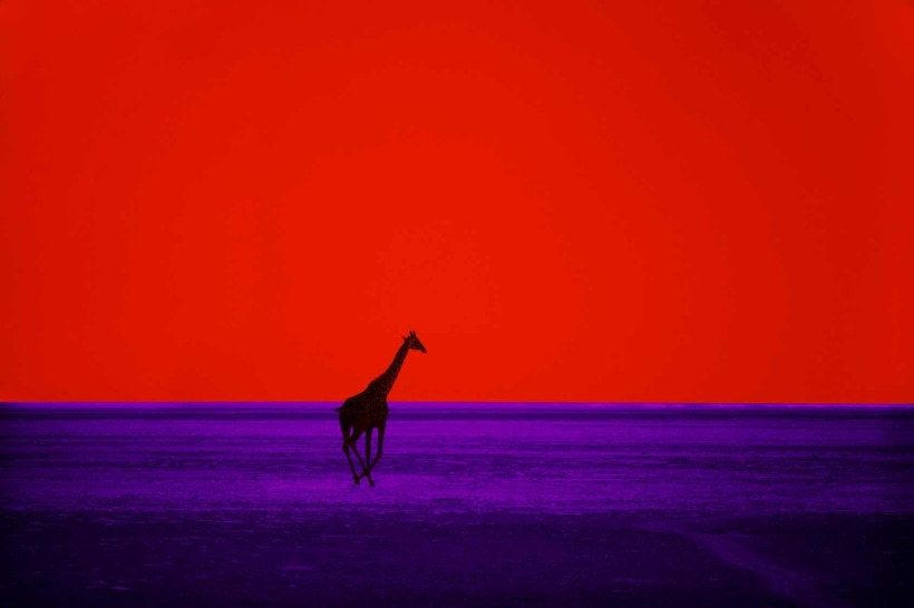 Pete Turner (1934-2017), Giraffe, 1964
