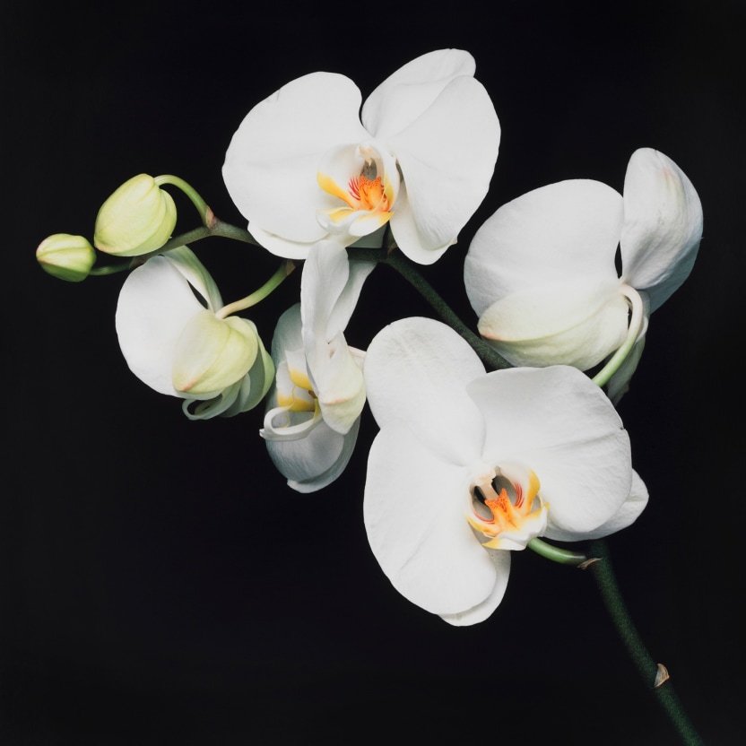 Stem of white orchids against a black background.