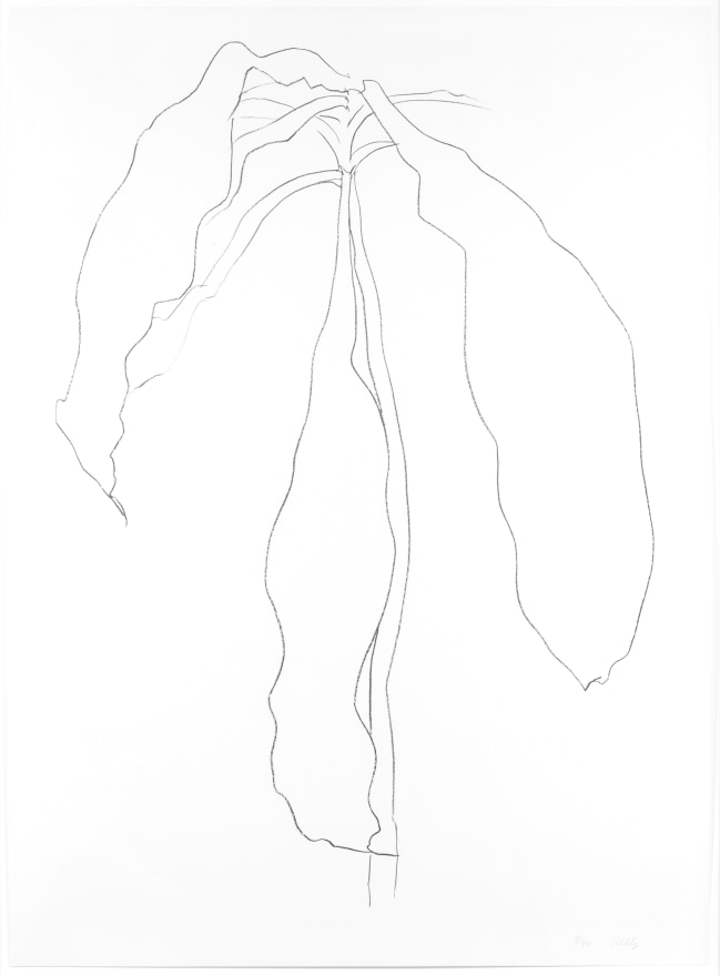 Ellsworth Kelly, Dracena II, from Series of Plant and Flower Lithographs