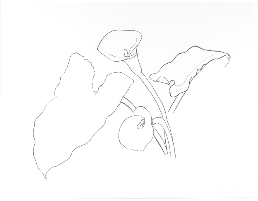 Ellsworth Kelly, Calla Lily I, From the Series of Plant and Flower Lithographs, Lithograph