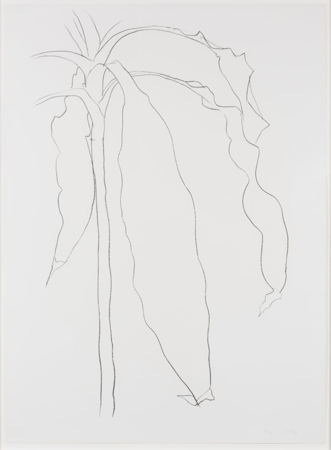 Ellsworth Kelly, Dracena I, from Series of Plant and Flower Lithographs, 1983-85