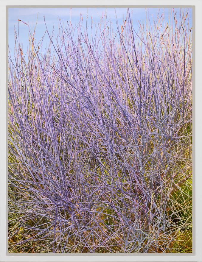 Andrew Dadson Ginestra (Cytisus scoparius) Violet, 2020 Wild Ginestra, Biodegradable Milk Paint (Water, Casein, Chalk, Limestone), Indigo, Alkanet, and Cochineal) Inkjet Print Mounted on Di-Bond 71&nbsp;x 53 in 180.34 x&nbsp;134.62 cm