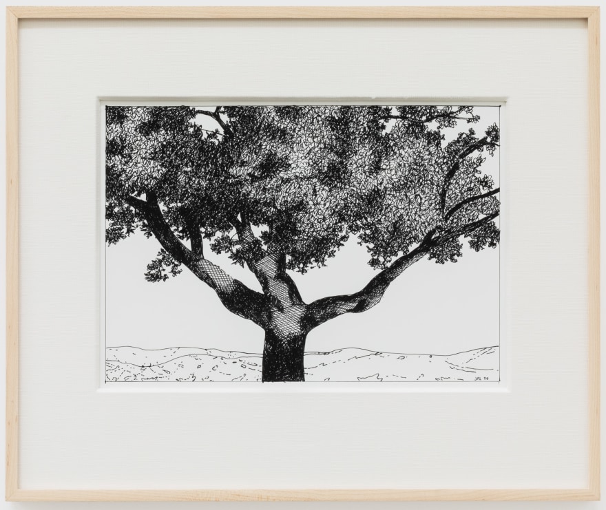 Jake Longstreth, Untitled (Oak), 2020. ink on paper, 12 x 14 in (12 &frac12; x 15 in. framed), 30.5 x 35.6 cm (31.75 x 38 cm, framed) (JLO20.050)
