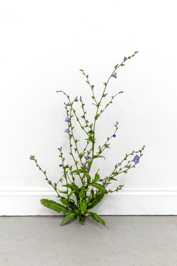 Tony Matelli Weed, 2024 Painted bronze 31 1/2 x 22 x 17 in 80 x 55.9 x 43.2 cm (TMA24.002)
