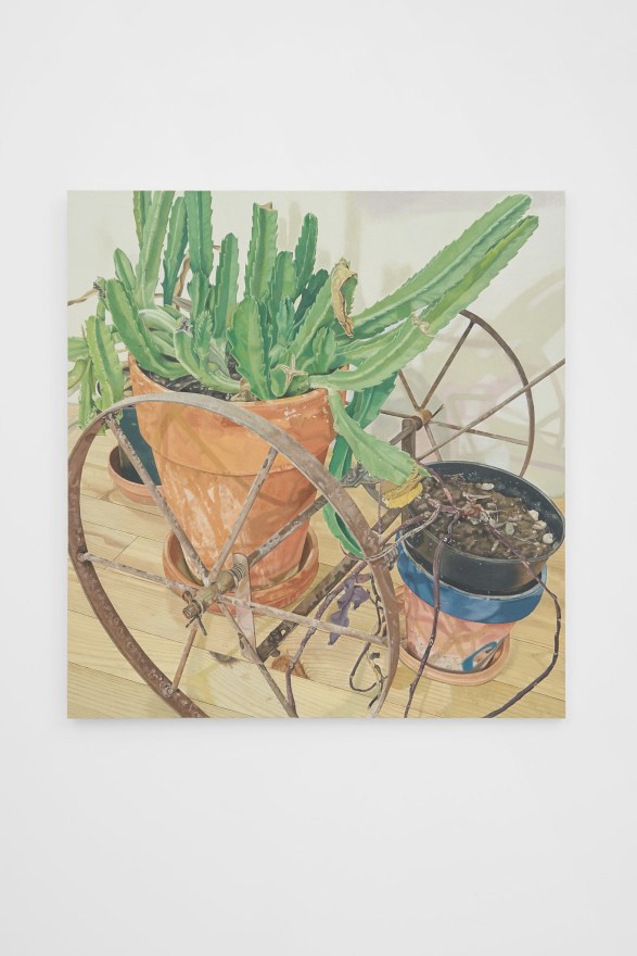 Michael Cline Cactus and Potato Plant, 2022 Oil on linen 36 x 34 in 91.4 x 86.4 cm (MCL22.005)