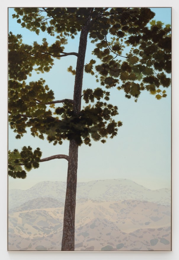 Jake Longstreth, In Glendale (Canary Island Pine 2), 2019