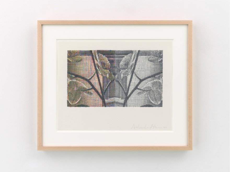 Asher Liftin Orchid (reflection), 2024 Colored pencil on paper 15 1/4 in x 18 1/4 in (framed) 38.7 x 46.6 cm (framed) (ALI24.018)