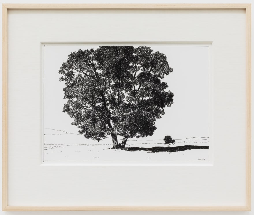 Jake Longstreth, Untitled (Oak), 2020. ink on paper, 12 x 14 in (12 &frac12; x 15 in. framed), 30.5 x 35.6 cm (31.75 x 38 cm, framed) (JLO20.051)