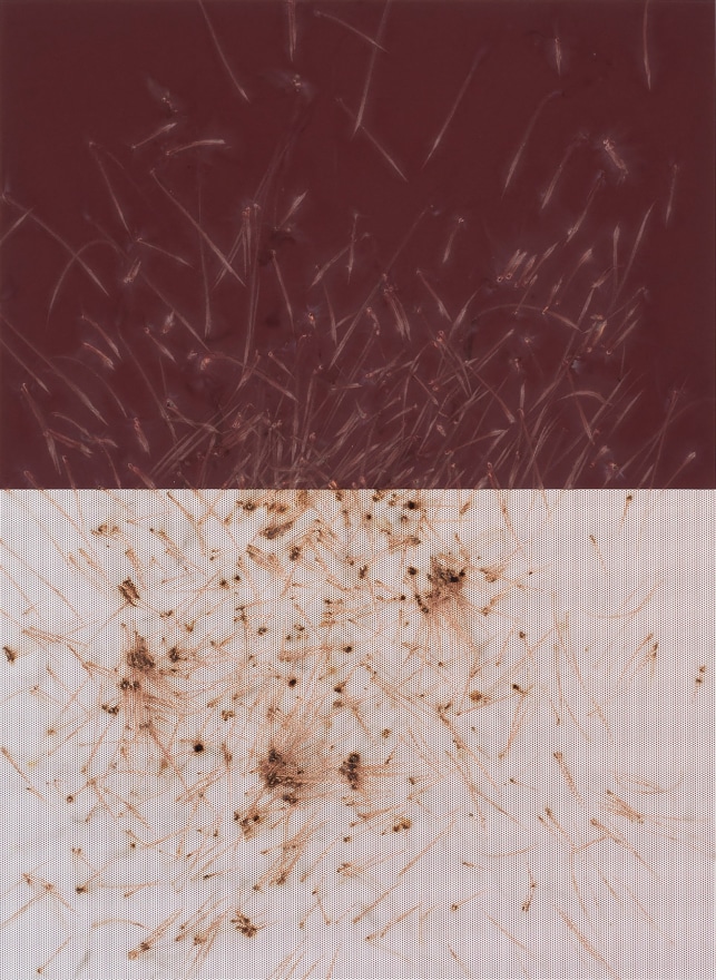 Thomas Wachholz, LUCIFER S (Reibfl&auml;che), 2017. Red phosphorous, binder and cardboard on wood, 32.3 x 23.6 x 1 in, 82 x 60 x 3 cm (TW17.006)