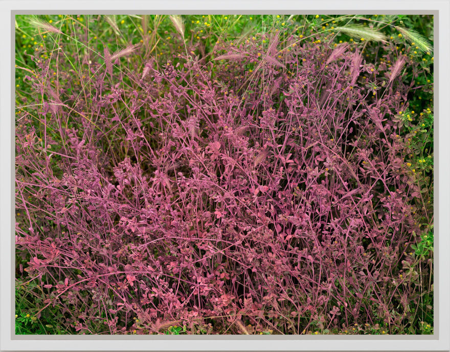 Andrew Dadson Black Medic and Foxtail Barley (Medicago lupulina and Hordeum jubatum) Pink, 2019 Wild Clover, Barley, Biodegradable Milk Paint (Water, Casein, Chalk, Limestone, Earth Pigments, Cochineal) Inkjet Print Mounted on Di-Bond 59&nbsp;x 75 in 149.86&nbsp;x&nbsp;190.5 cm