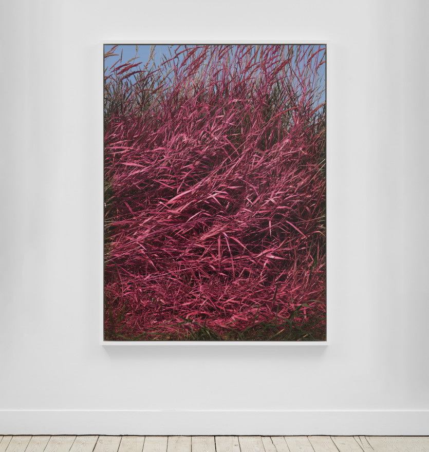 Andrew Dadson Creeping Wild Rye Grass (Leymus triticoides) Pink, 2023 Wild Grass, Biodegradable Milk Paint (Water, Casein, Chalk, Limestone, Earth Pigments, Cochineal) Inkjet Print Mounted on Di-Bond 72 1/2 x 54 1/2 in (framed) 184.2 x 138.4 cm (framed) Edition of 3 plus 2 artist's proofs (ADA23.020)