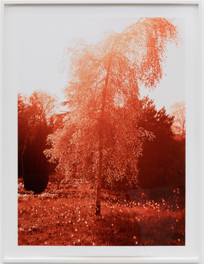 Margarete Jakschik, Untitled, 2011. Inkjet print on baryte paper, 35 5/8 x 26 1/2 in, 90.4 x 67.3 cm, Ed. 3/5 plus 2 AP
