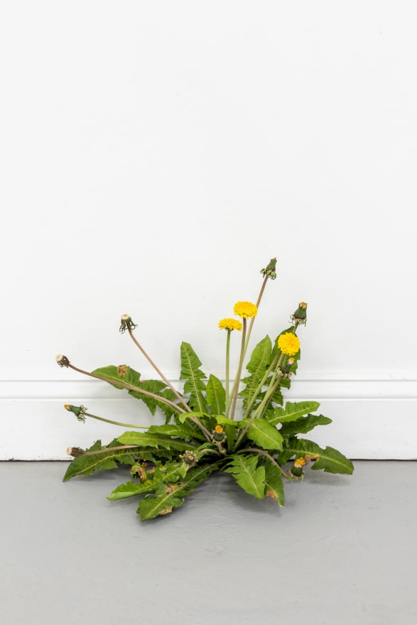 Tony Matelli Weed, 2024 Painted bronze 12 3/4 x 13 1/2 x 11 in 32.4 x 34.3 x 27.9 cm (TMA24.007)