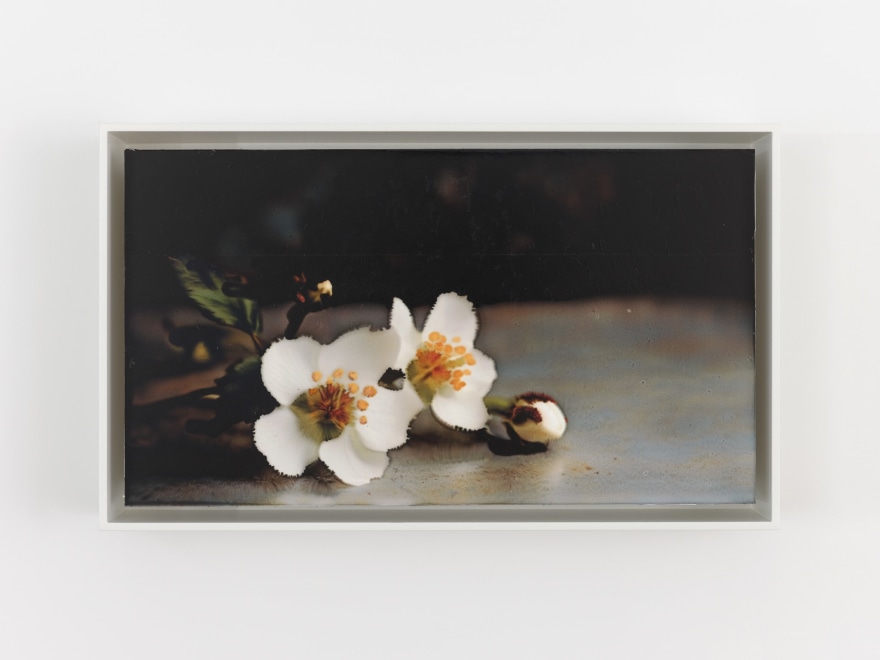 David Moy Five White Cherry Blossoms, 2025 Ultrachrome inkjet on panel with varnish 6 x 10 1/4 in (framed) 15.2 x 26 cm (framed) (DMO25.004)