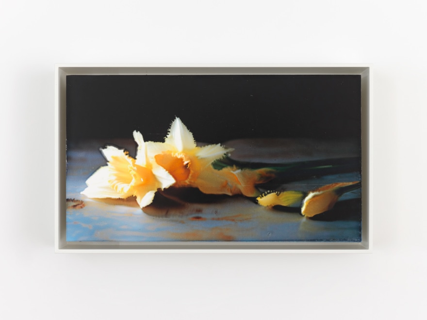 David Moy Eight Spring Daffodils , 2025 Ultrachrome inkjet on panel with varnish 6 x 10 1/4 in (framed) 15.2 x 26 cm (framed) (DMO25.007)