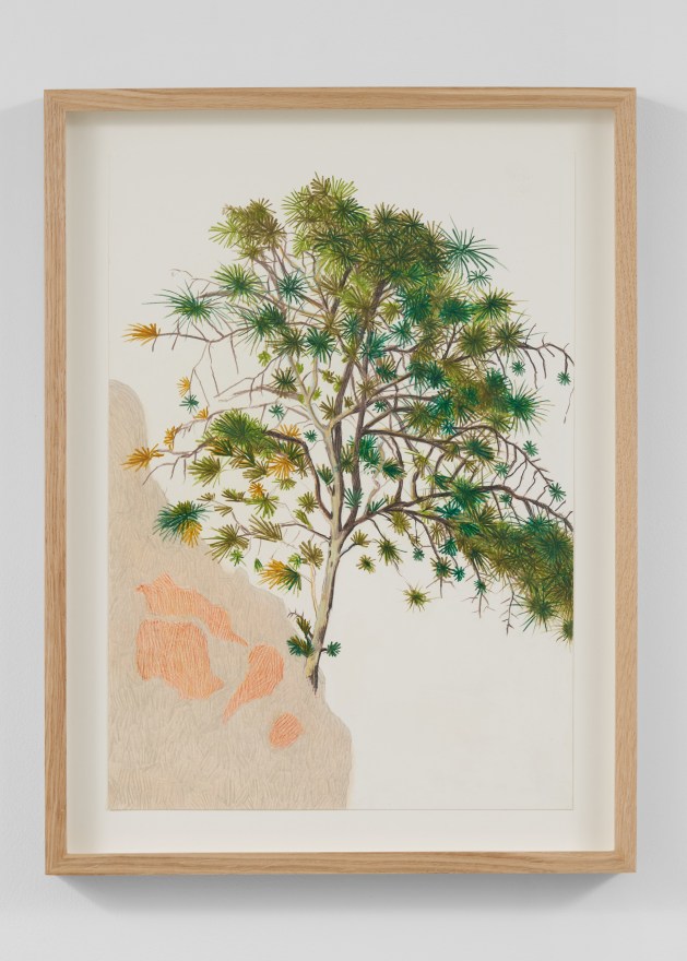 Per Adolfsen Pine on a cliff, 2023 Signed, titled, and dated on verso Colored pencil and graphite on Hahnem&uuml;hle paper 19 3/4 x 14 3/4 in (framed) 50 x 37.5 cm (PAD24.024)