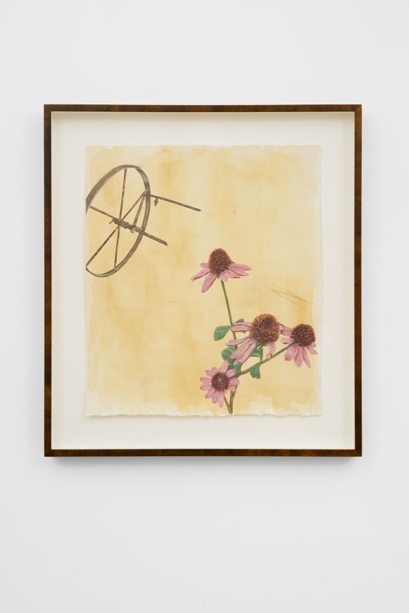 Michael Cline Echinacea, 2022 Watercolor, pencil, and oil on paper 20 x 18 x 1 3/4 in (framed)  50.8 x 45.7 x 4.4 cm (framed) (MCL22.013)