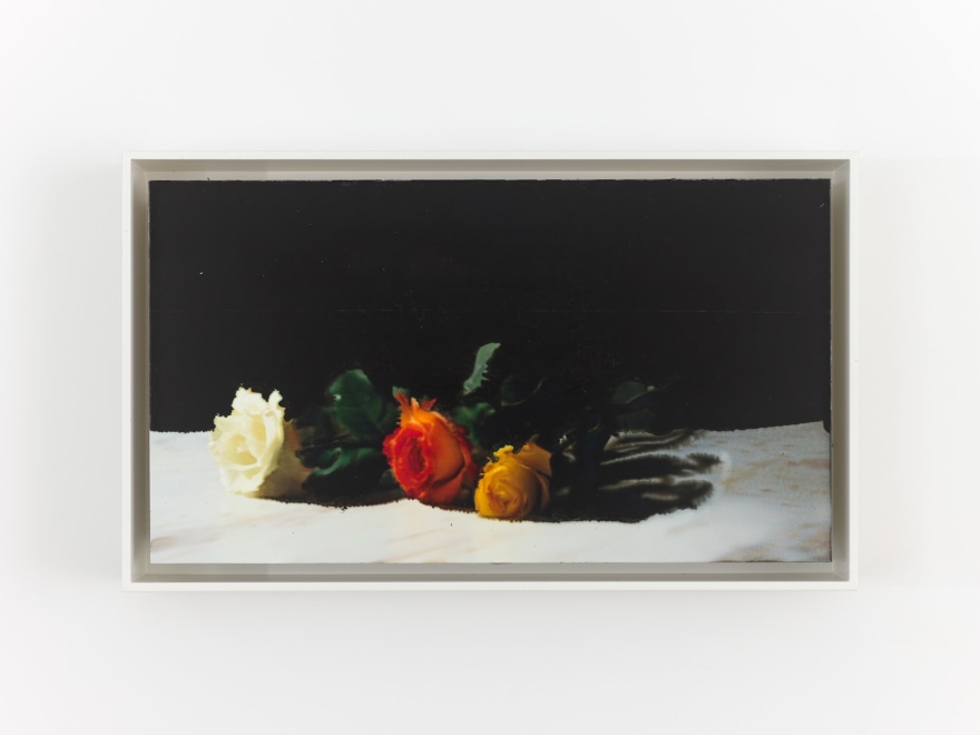 David Moy Two Roses, 2025 Ultrachrome inkjet on panel with varnish 6 x 10 1/4 in (framed) 15.2 x 26 cm (framed) (DMO25.005)