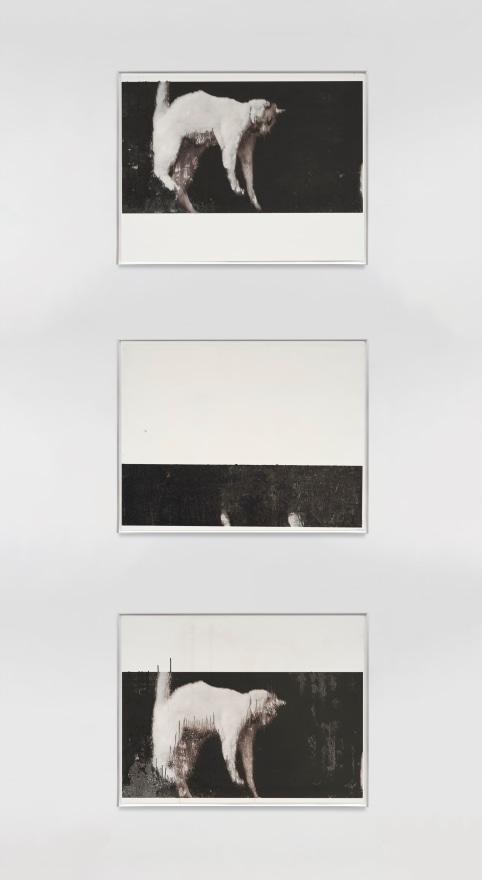 David Moy Permanent Descent (Cats), 2024 Ultrachrome inkjet on panel with varnish Three panels of 20 x 22 in (unframed) Three panels of 50.8 x 55.9 cm (unframed) (DMO25.010)