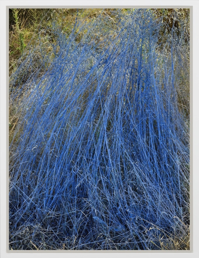 Andrew Dadson Rye-Grass (festuca perennis), 2020 Wild rye-grass, Biodegradable Milk Paint (Water, Casein, Chalk, Limestone, Earth Pigments, Indigo) Inkjet print mounted on Di-bond 72 1/2 x 54 1/2 in (framed) 184.2 x 138.4 cm (framed) Edition 3 plus 2 AP (AP 1/2) (ADA22.003)
